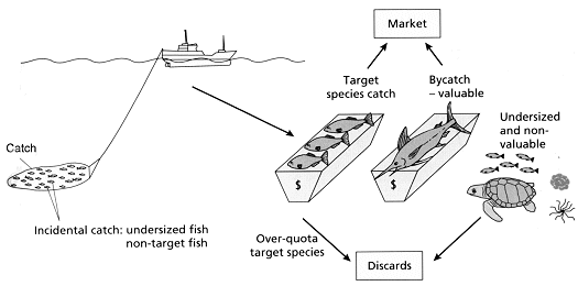 bycatch