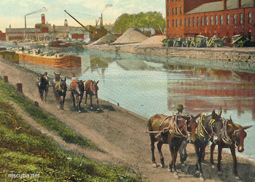 canal mules