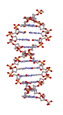 DNA molecule