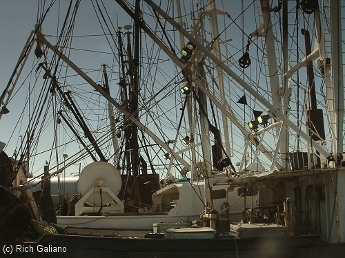 Cape May fishing fleet