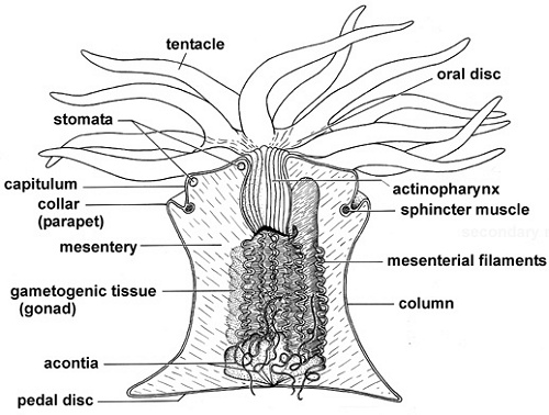 Anemone anatomy