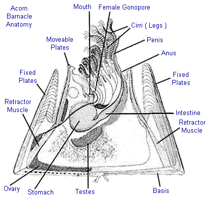 Barnacle anatomy