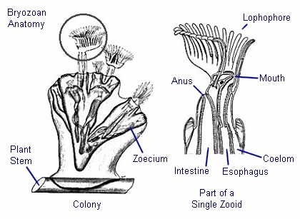 Bryozoan anatomy