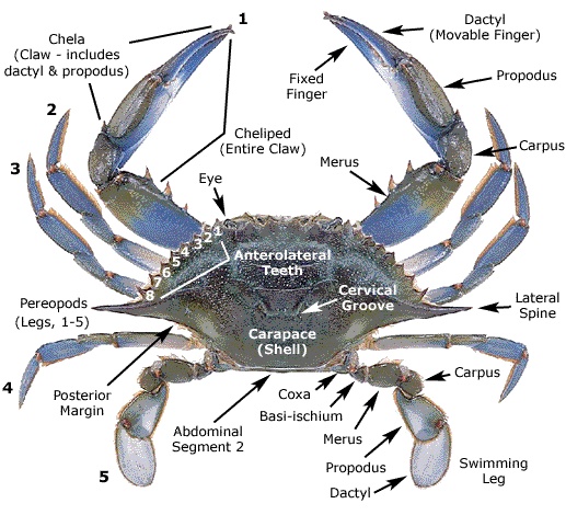 Crab anatomy