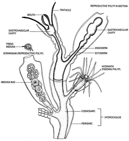 Hydroid anatomy