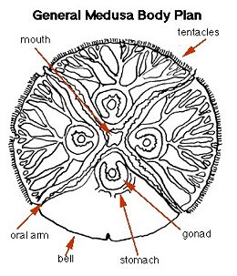 jellyfish anatomy