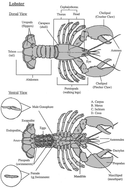 Anatomy Of A Lobster Anatomy Of A Lobster