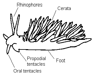 Maned Nudibranch