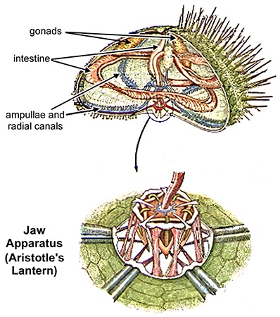 Sea urchin anatomy