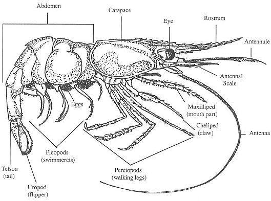 Common Grass Shrimp