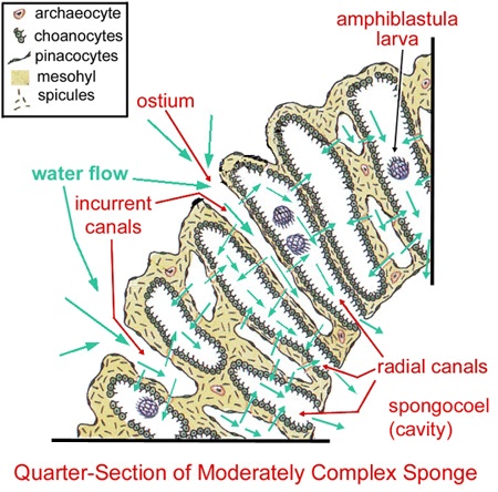 sponges body structure how do porifera move