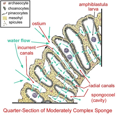 Sponge anatomy