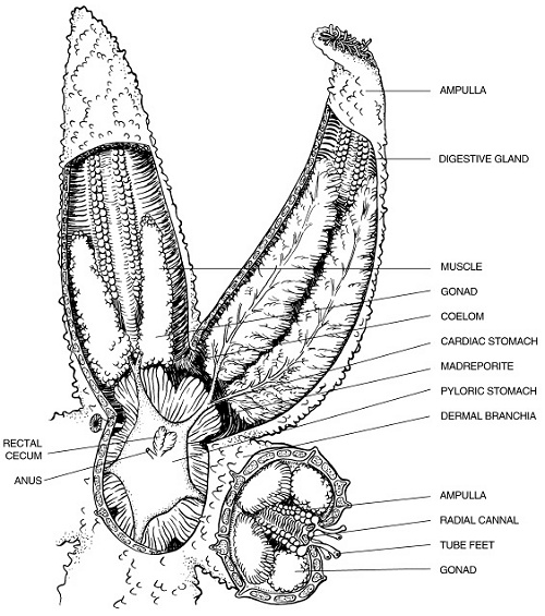 Starfish Anatomy