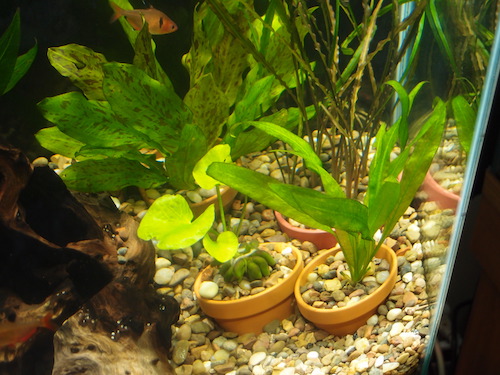 Aquarium Plant Repotting