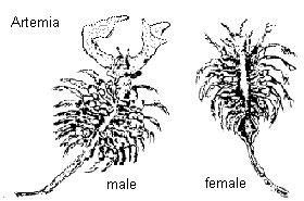 Brine Shrimp