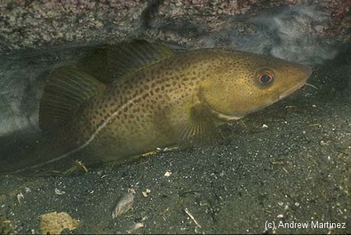 Atlantic Cod