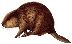 Beaver