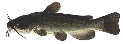Bullhead Catfish