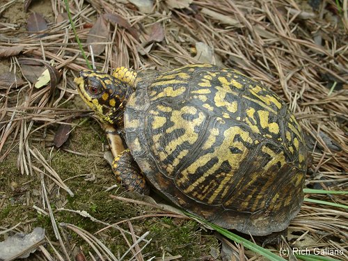 Eastern Box Turtle