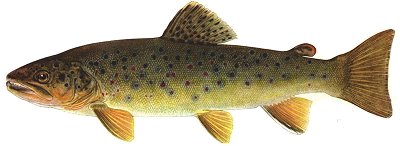 Brown Trout