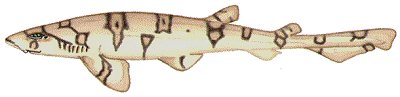 Chain Dogfish