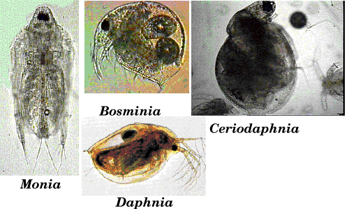 Cladocerans