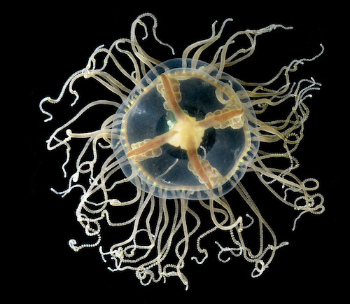 Clinging Jellyfish