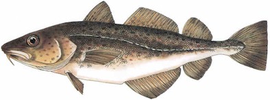 Atlantic Cod