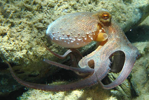 Octopus ~ New Jersey Scuba Diving