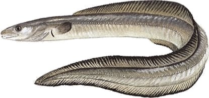 Conger Eel