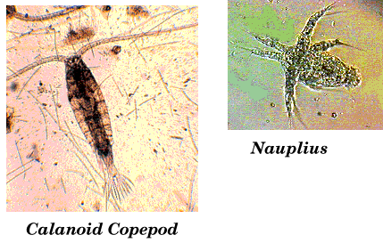 Copepods