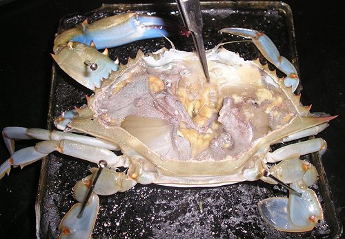 Crabs ~ New Jersey Scuba Diving