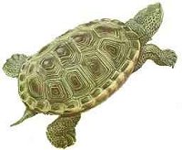 Diamondback Terrapin