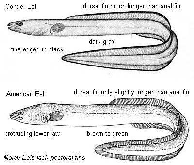 eels compared