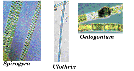 Microscopic Filamentous Green Algae