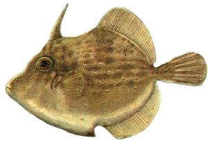 Filefish