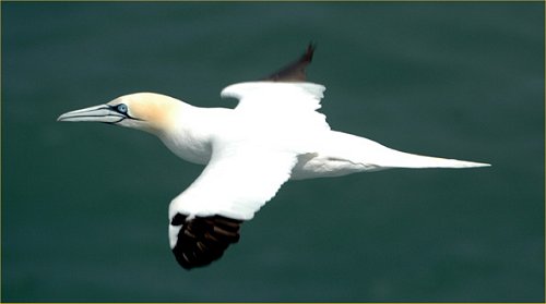 Metal Enamel Pin Badge Brooch Gannet Gannit Large White Sea Bird Seabirds 