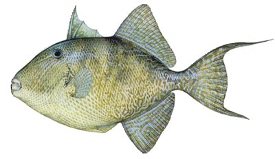Gray Triggerfish ~ New Jersey Scuba Diving