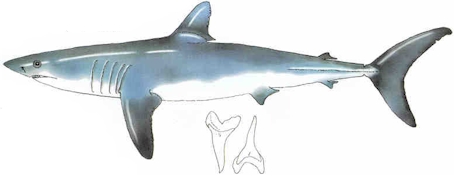 Mako Shark