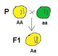 mendel peas