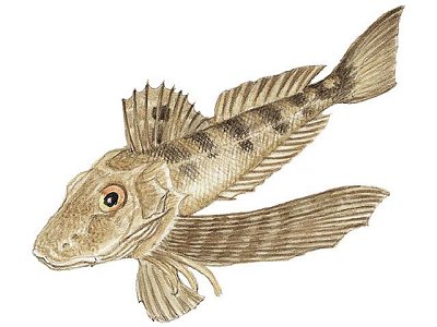 Northern Sea Robin