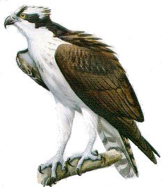 Osprey