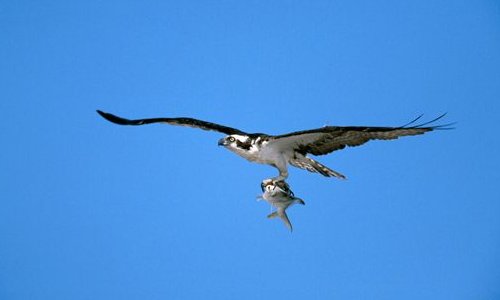 Osprey