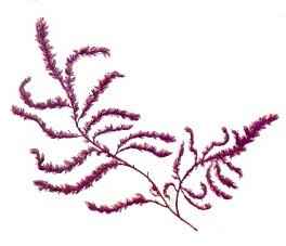 Red & Purple Algae