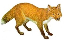 Red Fox