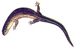 Salamander