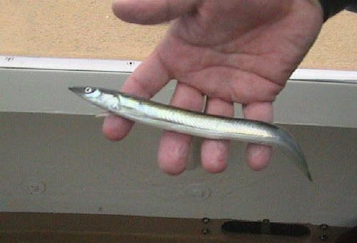 Sand Lance