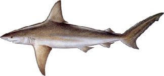 Sandbar (Brown) Shark