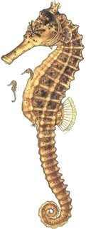 Sea Horse