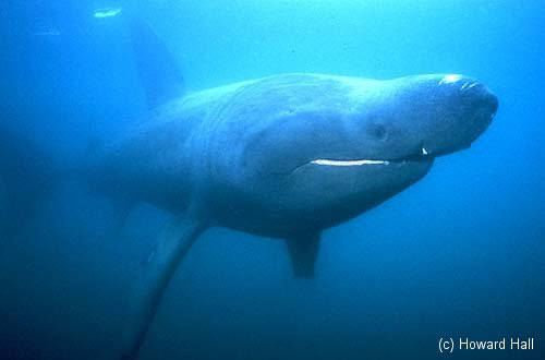 Basking Shark